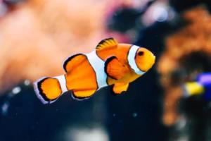 2022年卡塔尔世界杯，属于哪个国家？2022世界杯属于哪个国家